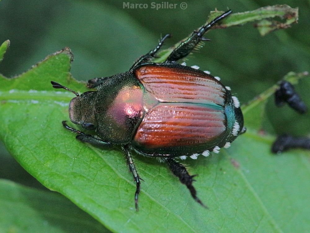 Rutelidae:  Popillia japonica